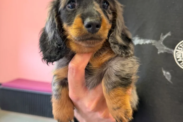 Dachshund (Miniature Long Haired)
