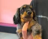 Dachshund (Miniature Long Haired)