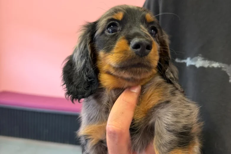 Dachshund (Miniature Long Haired)