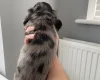 Dachshund (Miniature Long Haired)