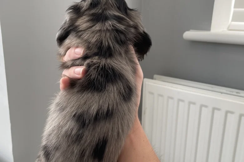 Dachshund (Miniature Long Haired)