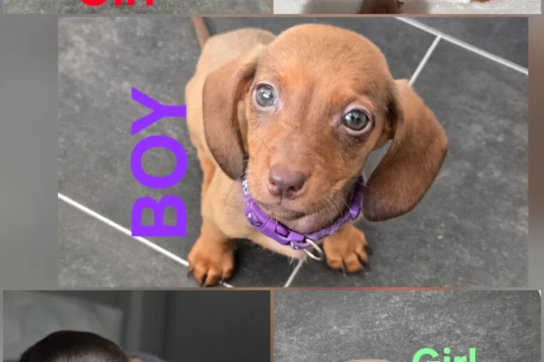 Dachshund (Miniature Smooth Haired)