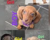 Dachshund (Miniature Smooth Haired)