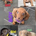Dachshund (Miniature Smooth Haired)