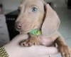Dachshund (Miniature Smooth Haired)