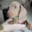 Dachshund (Miniature Smooth Haired)