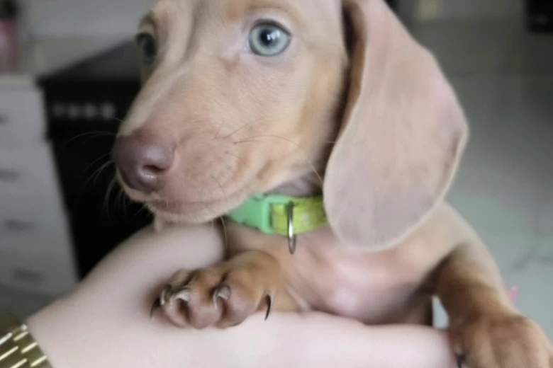 Dachshund (Miniature Smooth Haired)