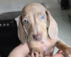 Dachshund (Miniature Smooth Haired)