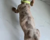 Dachshund (Miniature Smooth Haired)