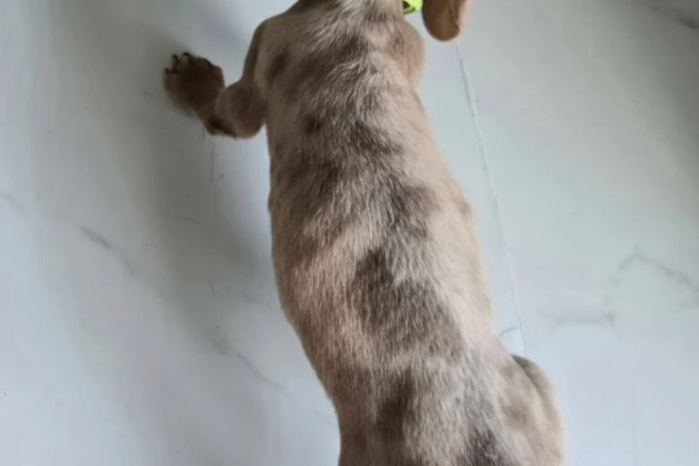 Dachshund (Miniature Smooth Haired)