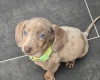 Dachshund (Miniature Smooth Haired)