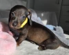 Dachshund (Miniature Smooth Haired)