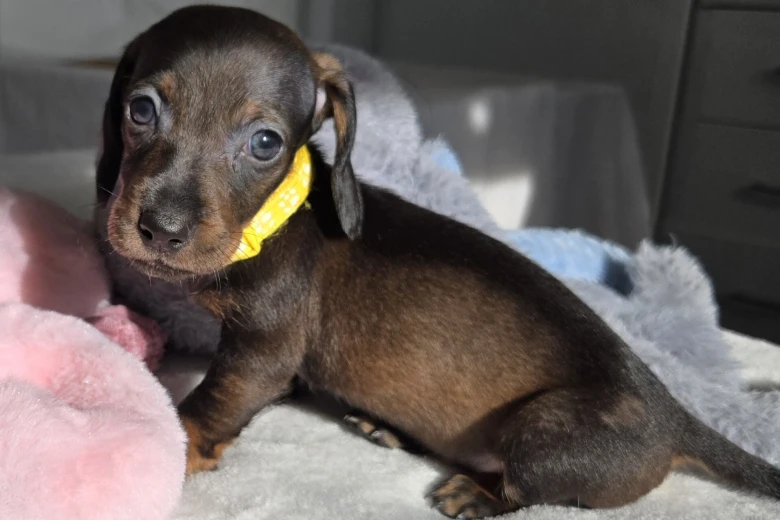 Dachshund (Miniature Smooth Haired)