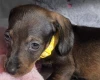 Dachshund (Miniature Smooth Haired)