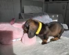 Dachshund (Miniature Smooth Haired)