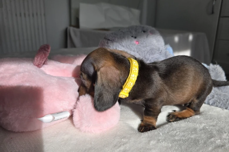 Dachshund (Miniature Smooth Haired)