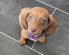 Dachshund (Miniature Smooth Haired)