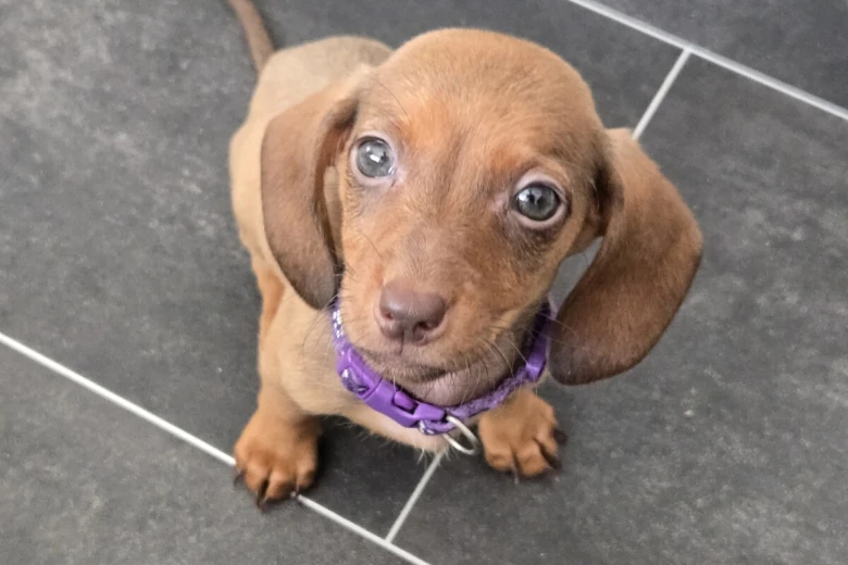 Dachshund (Miniature Smooth Haired)