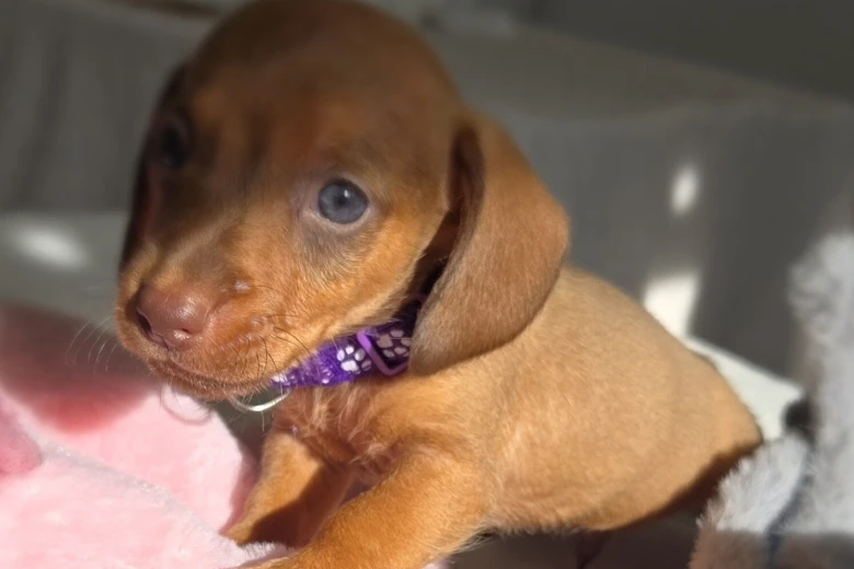 Dachshund (Miniature Smooth Haired)