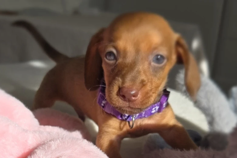 Dachshund (Miniature Smooth Haired)