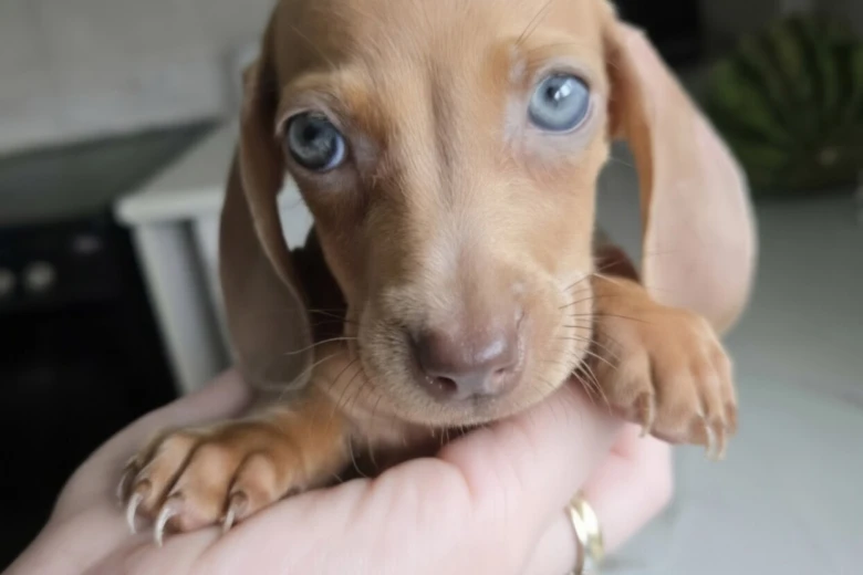Dachshund (Miniature Smooth Haired)