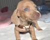 Dachshund (Miniature Smooth Haired)