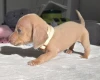 Dachshund (Miniature Smooth Haired)