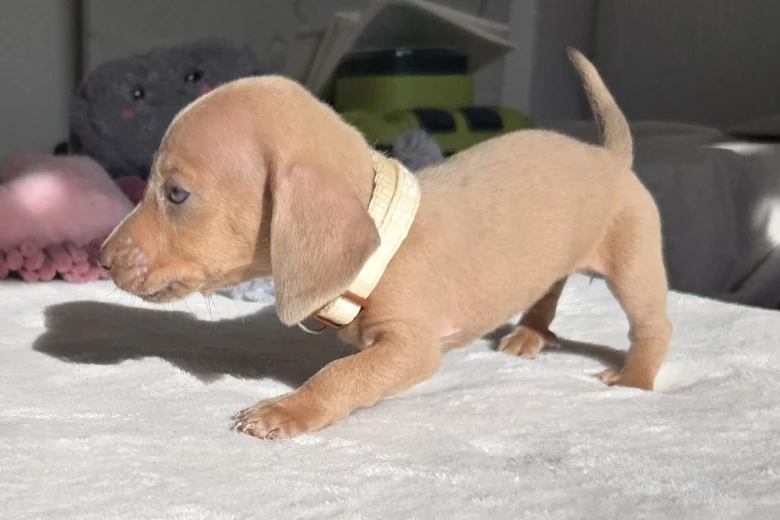 Dachshund (Miniature Smooth Haired)