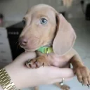 Dachshund (Miniature Smooth Haired)