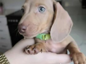 Dachshund (Miniature Smooth Haired)