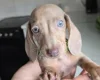 Dachshund (Miniature Smooth Haired)