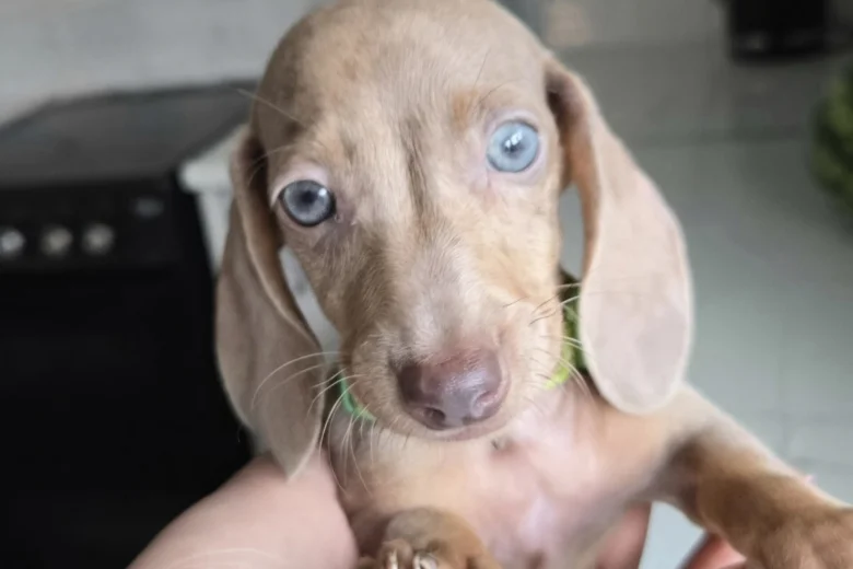 Dachshund (Miniature Smooth Haired)