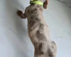 Dachshund (Miniature Smooth Haired)