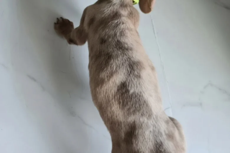Dachshund (Miniature Smooth Haired)