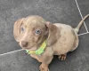 Dachshund (Miniature Smooth Haired)