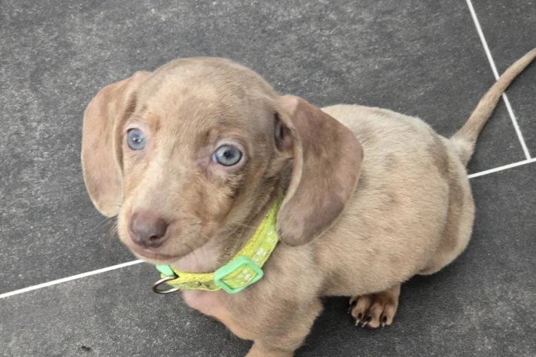 Dachshund (Miniature Smooth Haired)