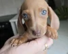 Dachshund (Miniature Smooth Haired)