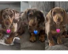 Dachshund (Miniature Smooth Haired)