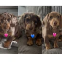 Dachshund (Miniature Smooth Haired)