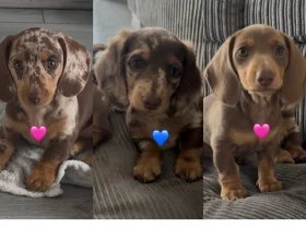 Dachshund (Miniature Smooth Haired)