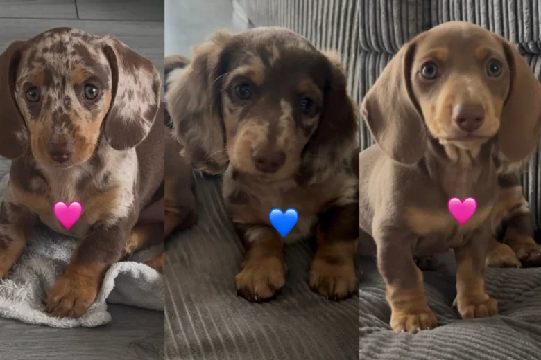 Dachshund (Miniature Smooth Haired)