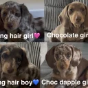 Dachshund (Miniature Smooth Haired)