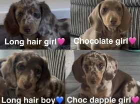 Dachshund (Miniature Smooth Haired)