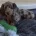 Dachshund (Miniature Smooth Haired)
