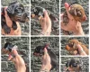 Dachshund (Miniature Smooth Haired)