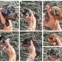 Dachshund (Miniature Smooth Haired)