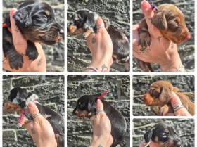Dachshund (Miniature Smooth Haired)