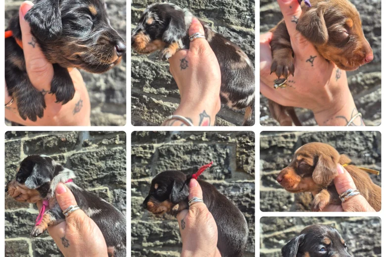Dachshund (Miniature Smooth Haired)