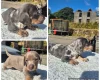 Dachshund (Miniature Smooth Haired)