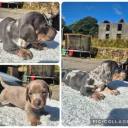 Dachshund (Miniature Smooth Haired)